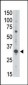 MAGEA3 Antibody (C-term)